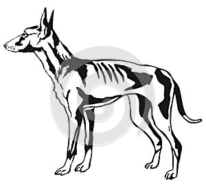Decorative standing portrait of Podenco Ibicenco dog vector ill photo