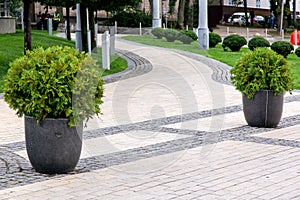 Decorative stone flowerpots with evergreen bushes.