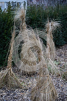 Decorative straw tuft in winter at evening