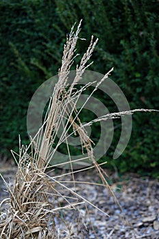 Decorative straw tuft in winter at evening