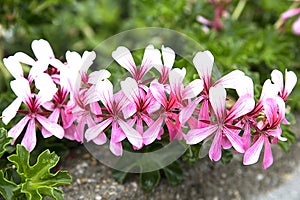 Decorative street flower of the geranium family Pelargonium peltatum