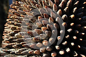 Decorative structure made of conical seashells of sea snails of Turrid family, afternoon sunshine