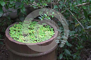Decorative succulent plants in stylized barrel vase