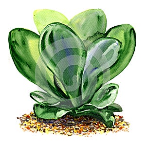 Decorative succulent potted plant kalanchoe with green leaves, paddle isolated, watercolor illustration on white