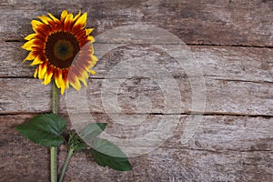 Decorative sunflower flower with a bud on the old wooden