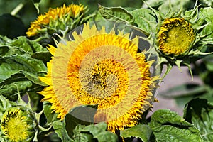 Decorative sunflowers . street