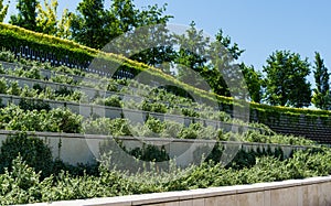 Decorative terraces with Euonymus fortunei `Emerald Gaiety` with variegated green and white leaves. Fortune`s spindle