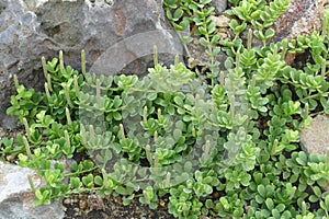 Decorative tiny green schinus