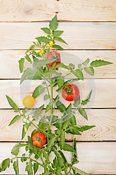 Decorative tomatoes tree on light wooden background