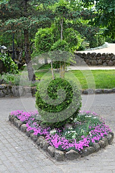 Decorative topiary bush with flower bed
