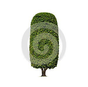 Decorative Topiary Tree in cylinder column shaped on isolated white background with Clipping path for gardening design