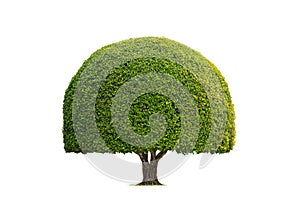 Decorative Topiary Tree in Dome shaped on isolated white background with Clipping path for gardening design