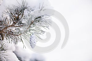 Decorative toy silver bump on the branch of a Christmas tree with snow in the forest, winter holiday background