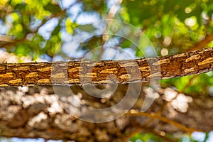 Decorative tree bark with spots