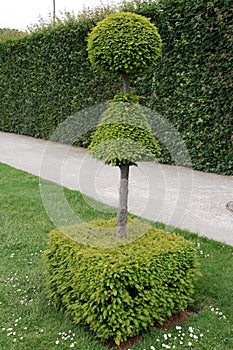 Decorative tree in a garden