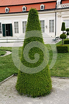 Decorative tree in a garden