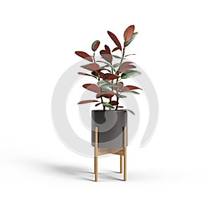 Decorative tree plante wood pot isolated on white background, green and red leaf