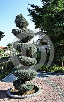 Decorative tree trimmed in the form of a spiral