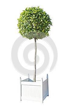 Decorative tree in white wooden box