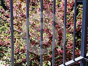 Decorative trees with pink cherry blossom seen through steel balcony railing