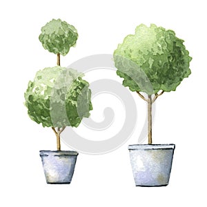 Decorative trees in pots.