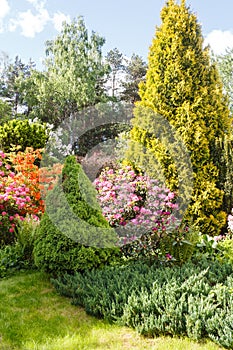 Decorative trees. shrubs and flowers in the garden: spruce, arborvitae, pine, fir, juniper, rhododendron