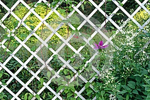 Decorative trellis for purple clematis. Fence made of white wooden slats for garden flowers