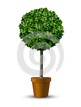 Decorative trimming boxwood