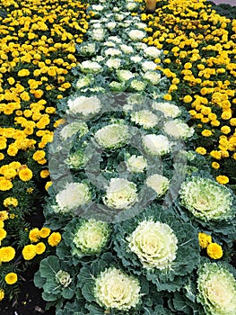 Decorative urban landscape flowerbed of cabbage-like plants and yellow flowers