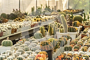 Decorative various little cactus plants with warm sunshine rim light on the edges of their leaves, areoles, and spines in a small