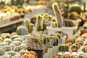 Decorative various little cactus plants with warm sunshine rim light on the edges of their leaves, areoles, and spines in a small