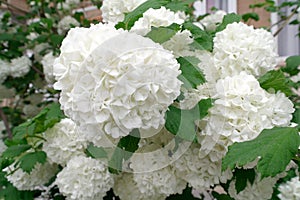 decorative viburnum buldenezh (Viburnum Boulle-de-neig, Viburnum opulus Roseum, Snow globe) blooms in the garden