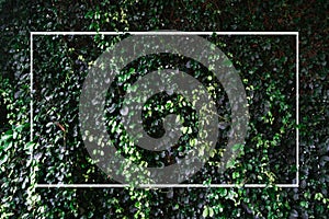 Decorative wall with green leaves background and white frame