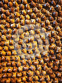 Decorative wall made from sea shells