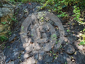 Decorative wall made of wood cut inforest