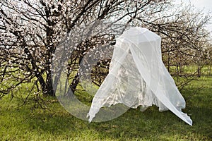 Decorative wedding arch around a flowering tree