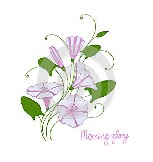 Decorative wedding element convolvulus bouquet. White and pink flowers bindweed. isolated morning-glory.