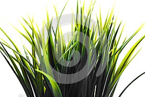 Decorative wheatgrass plant