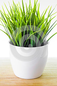 Decorative wheatgrass plant in white flower pot