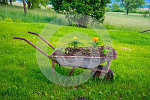Decorative wheelbarrow-flower bed is installed on the lawn
