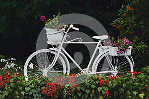 A decorative white bicycle with flower pots surrounded by flower beds. White bicycle in a green garden. Selective focus