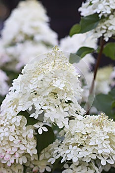 Decorative white hydrangea bloom in countryside
