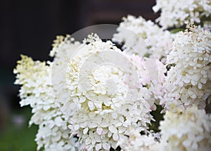 Decorative white hydrangea bloom in countryside