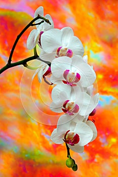 Decorative white phalaenopsis blume orchids with colorful abstract background 