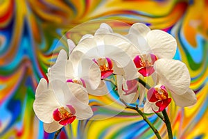 Decorative white phalaenopsis blume orchids with colorful abstract wavy backgroun photo