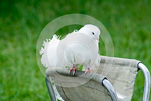 Decorative white pigeon