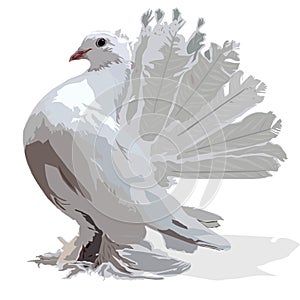 Decorative white pigeon vector image