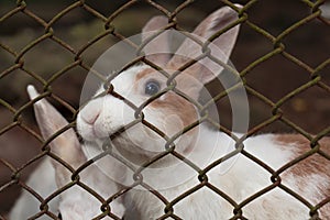 A decorative white rabbit in a cage with blue eyes, zoo