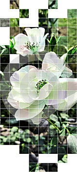 Decorative white rose picture showing beauty of nature rose the sign and show of love