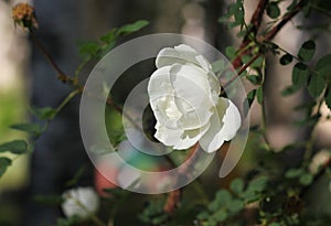 Decorative white terry rose hip, lonely flower on a background of green leaves.